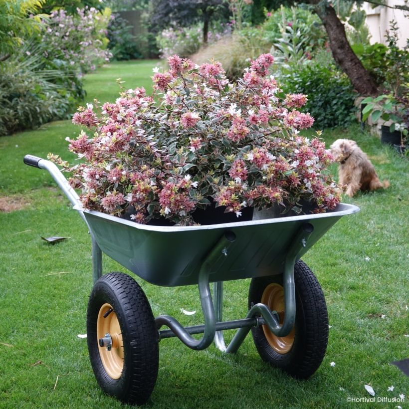 Abelia wielkokwiatowa Psykedelik (Pokrój rośliny)