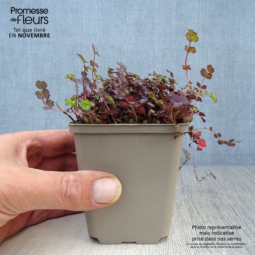 Przykładowy wygląd Acaena inermis Purpurea - Lampourde Doniczka 8/9 cm w momencie dostawy jesienią