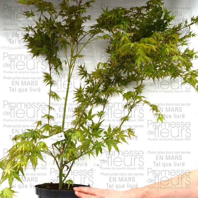 Przykładowy wygląd Acer palmatum - Klon palmowy Doniczka 3L/4L w momencie dostawy