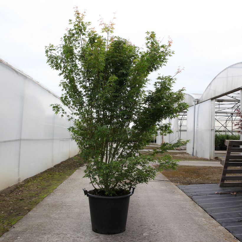 Przykładowy wygląd Acer palmatum - Klon palmowy Doniczka 50L/55L w momencie dostawy wiosną