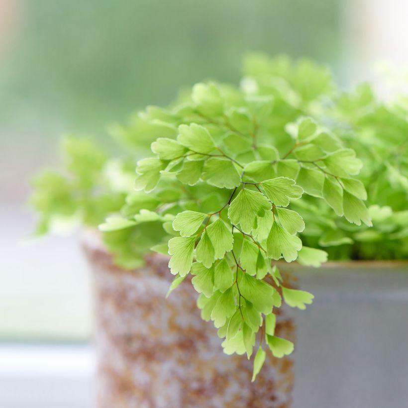 Adiantum Fritz Lüthi (Ulistnienie)