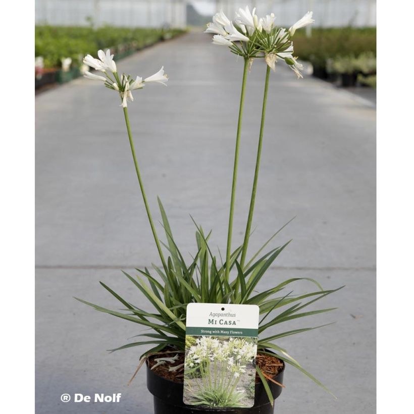 Agapant afrykański Mi Casa (Plant habit)