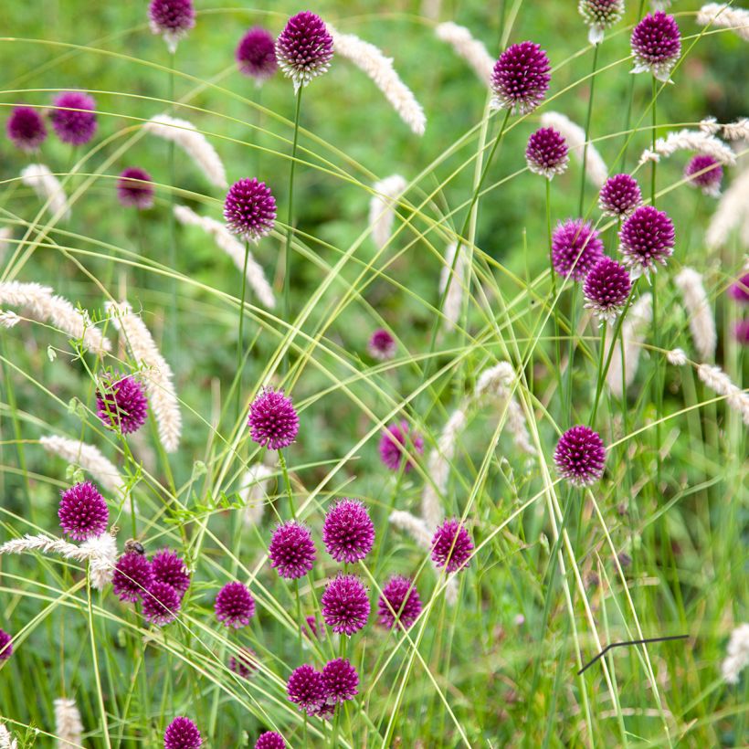 Allium sphaerocephalon - Czosnek główkowaty (Plant habit)
