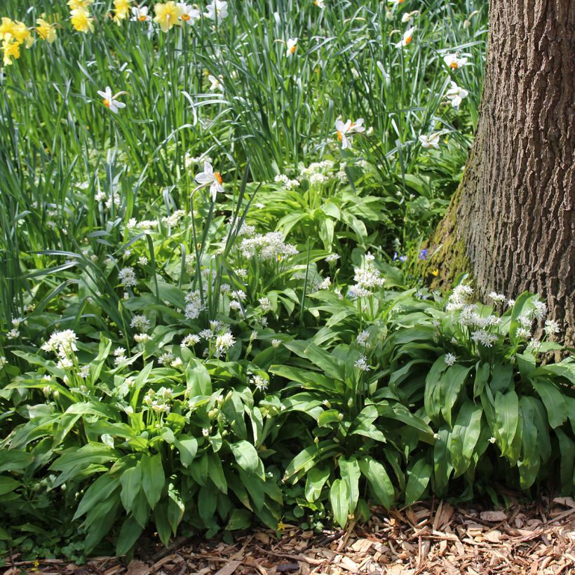 Allium ursinum - Czosnek niedźwiedzi (Plant habit)
