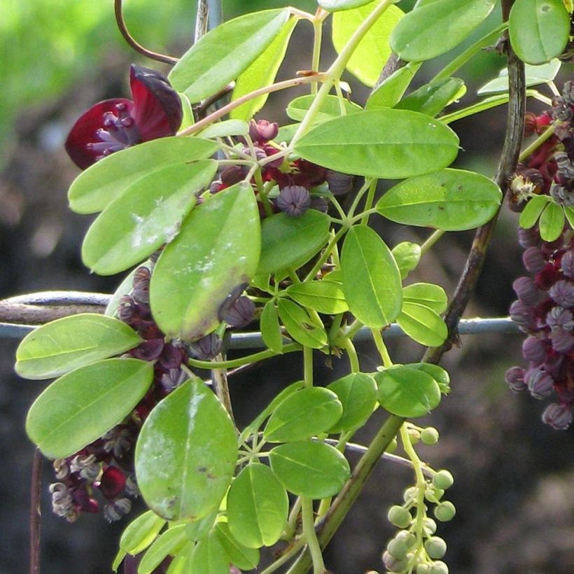 Akebia longeracemosa (Ulistnienie)