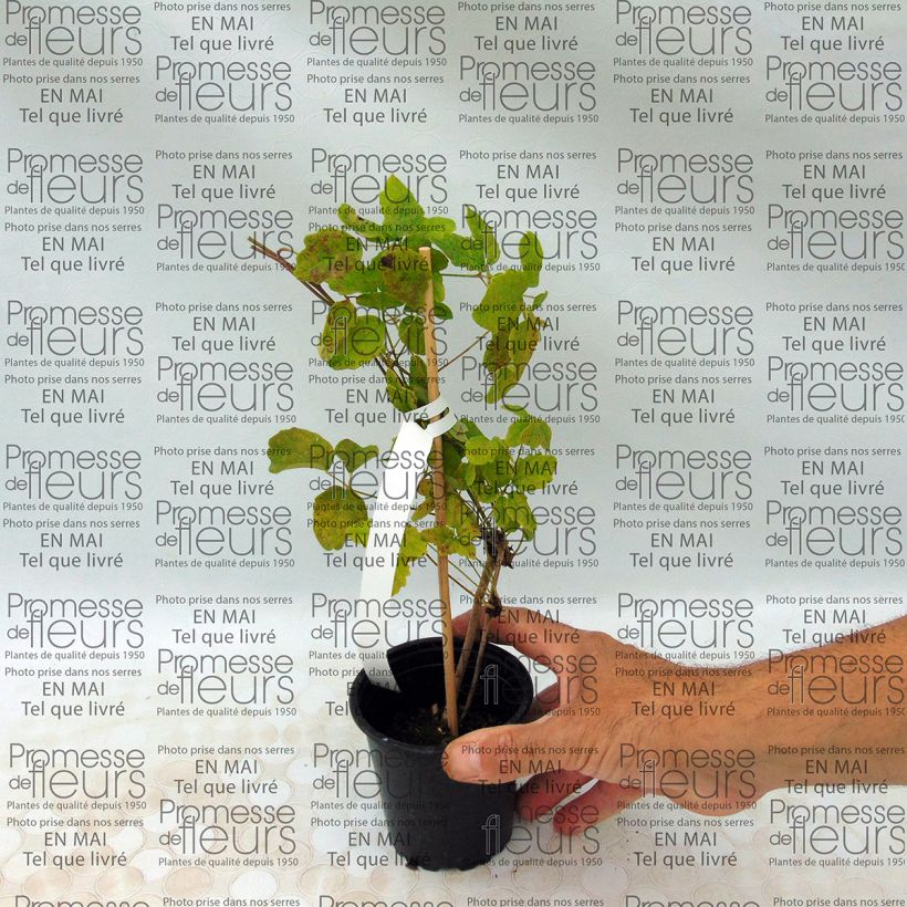 Przykładowy wygląd Akebia pięciolistkowa - Akebia quinata Doniczka 8/9 cm w momencie dostawy