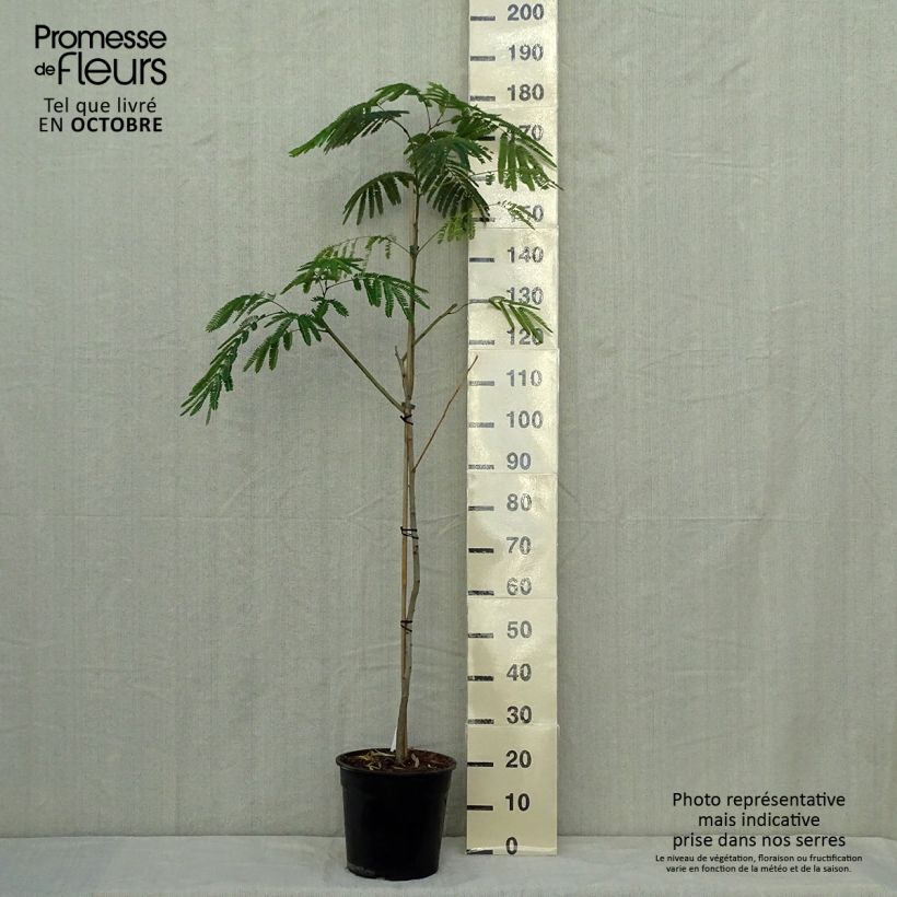 Przykładowy wygląd Albicja jedwabista Tropical Dream Doniczka 7,5L/10L w momencie dostawy jesienią