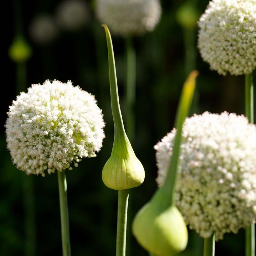 Allium ampeloprasum White Cloud - Czosnek słoniowy (Kwitnienie)