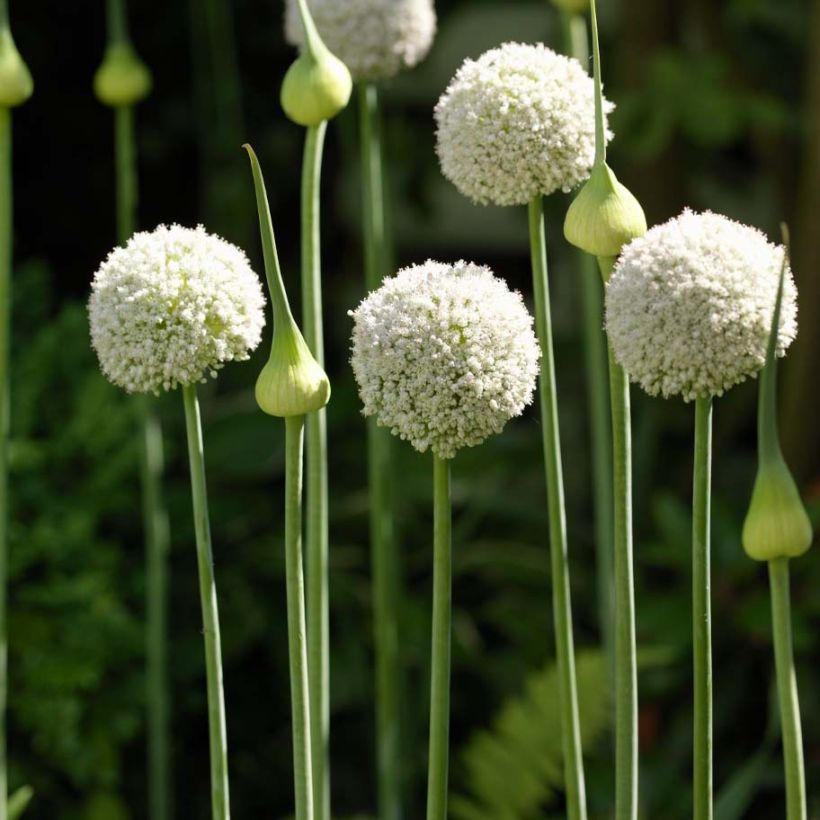 Allium ampeloprasum White Cloud - Czosnek słoniowy (Plant habit)