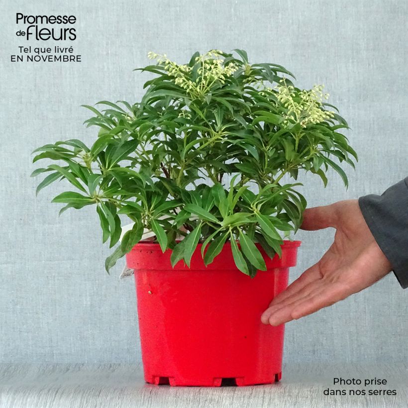 Przykładowy wygląd Pieris japoński Forest Flame Doniczka 2L/3L w momencie dostawy jesienią