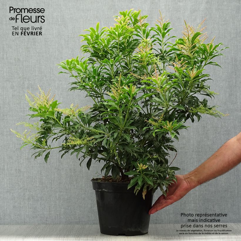 Przykładowy wygląd Pieris japoński Forest Flame Doniczka 7,5L/10L w momencie dostawy jesienią