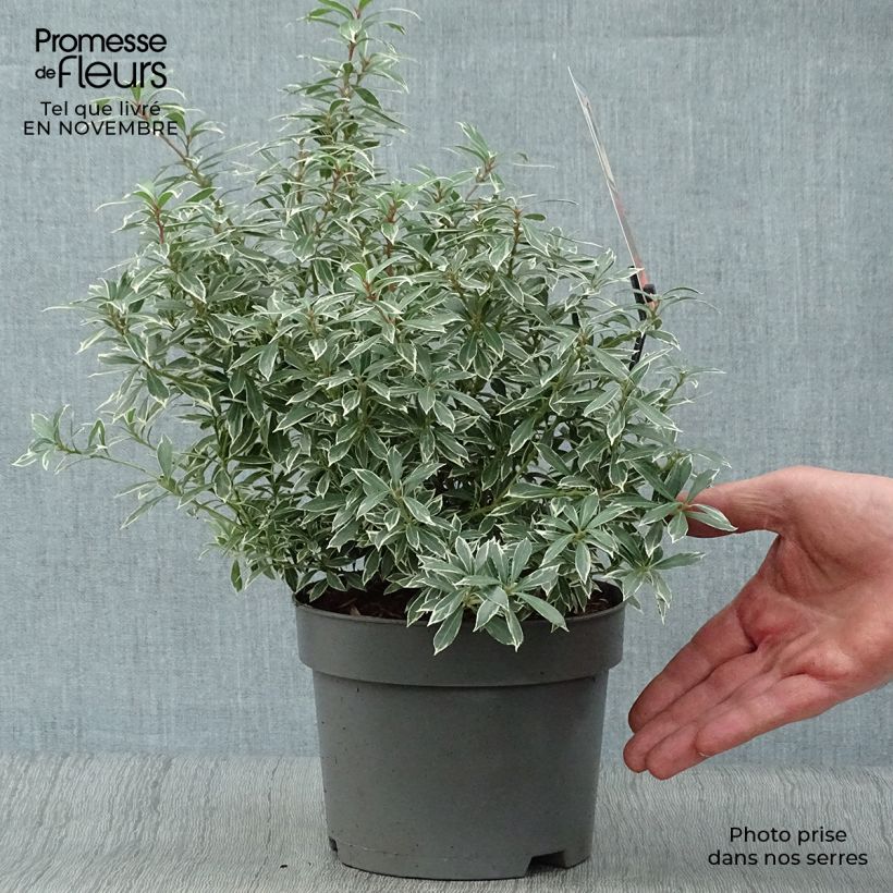 Przykładowy wygląd Pieris japoński Little Heath Doniczka 2L/3L w momencie dostawy jesienią