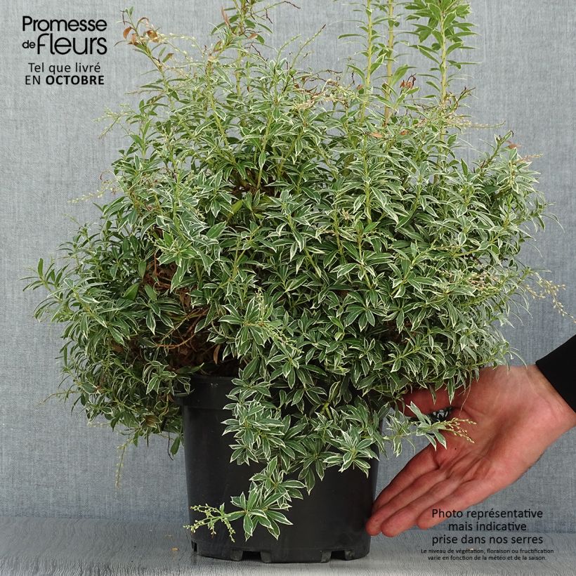 Przykładowy wygląd Pieris japoński Little Heath Doniczka 4L/5L w momencie dostawy jesienią