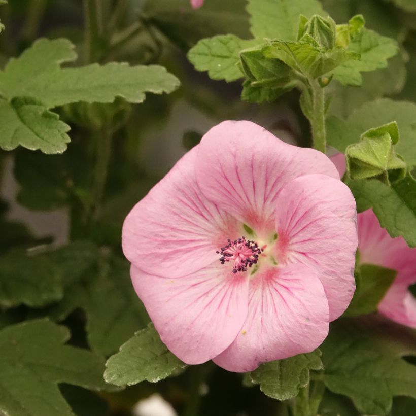 Anisodontea Cotton Candy Pink (Kwitnienie)