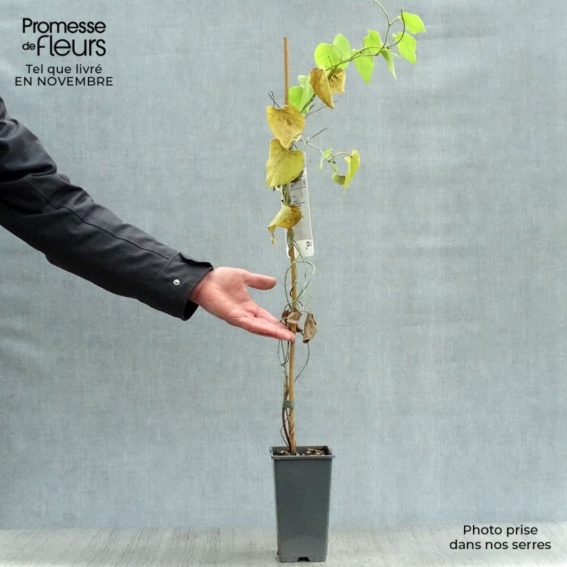 Przykładowy wygląd Aristolochia macrophylla - Kokornak wielkolistny Doniczka 2L/3L w momencie dostawy jesienią