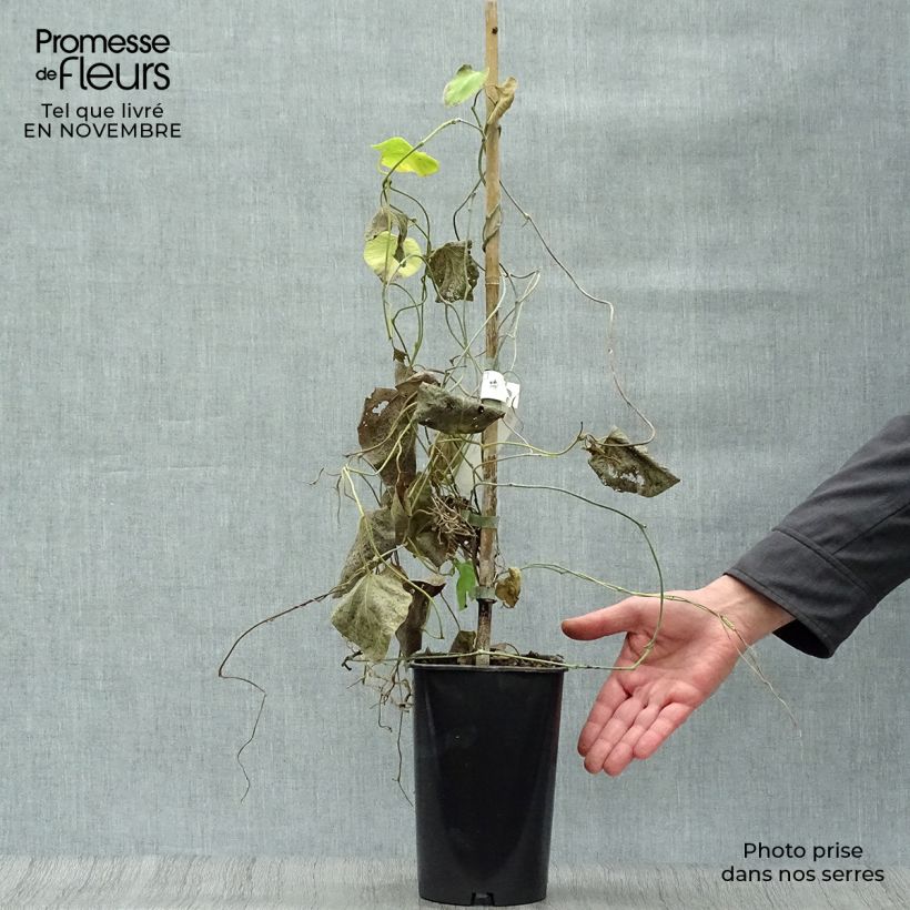 Przykładowy wygląd Aristolochia macrophylla - Kokornak wielkolistny Doniczka 1L/1,5L w momencie dostawy jesienią