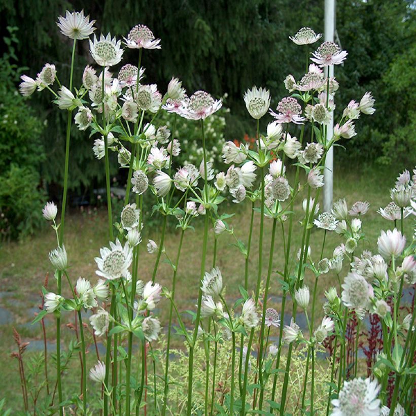 Jarzmianka większa Alba (Plant habit)