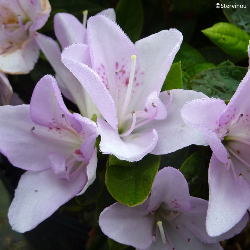 Azalia japońska Rêve de Lilas (Kwitnienie)
