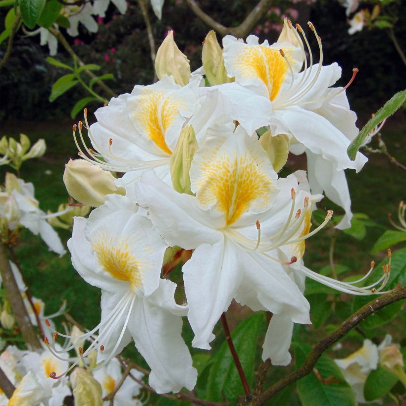 Azalia wielkokwiatowa Persil (Kwitnienie)