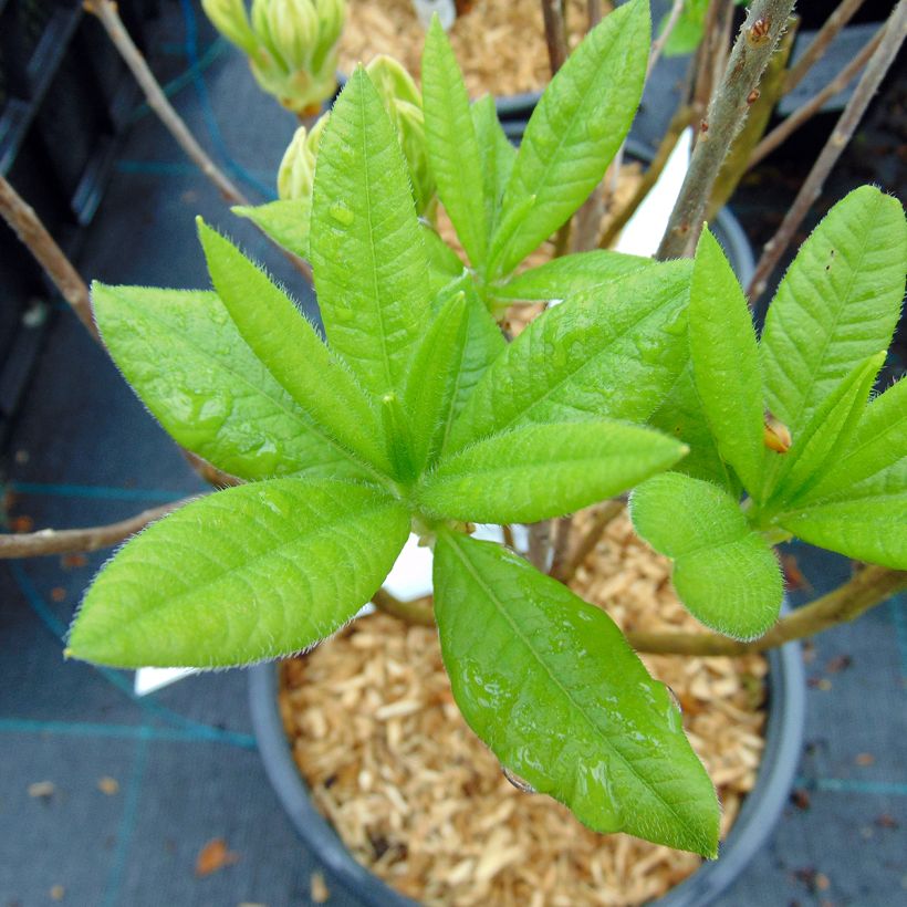 Azalia wielkokwiatowa Persil (Ulistnienie)