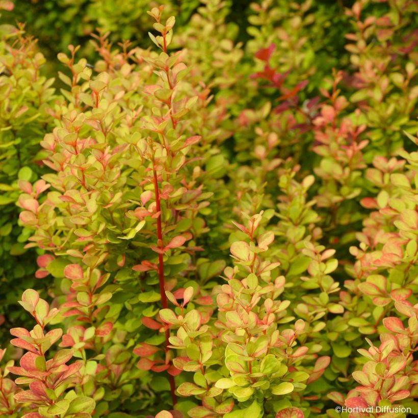 Berberys Thunberga Orange Torch (Ulistnienie)