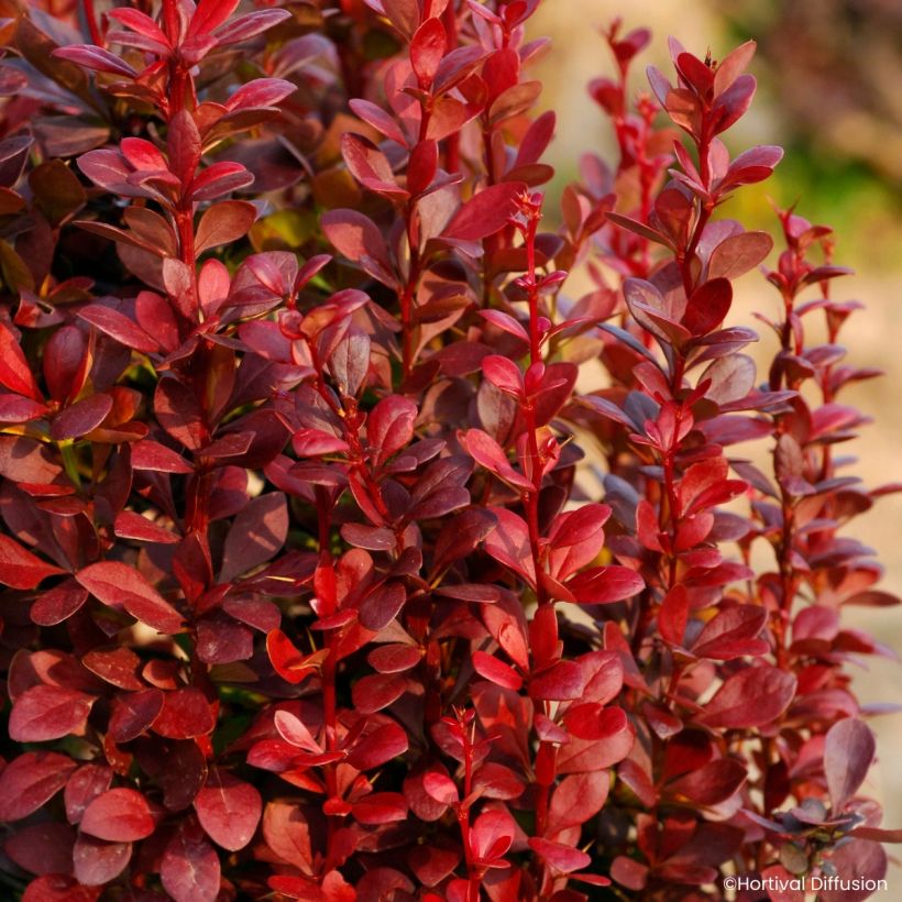 Berberys Thunberga Red Torch (Ulistnienie)