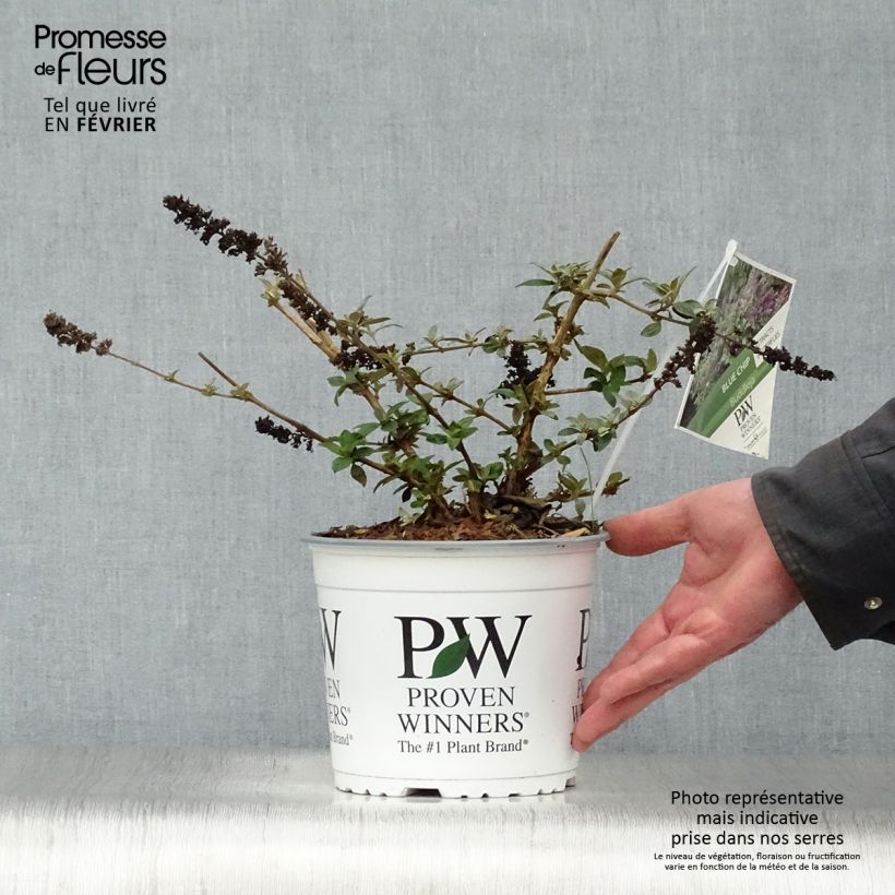 Przykładowy wygląd Budleja Blue Chip Doniczka 4L/5L w momencie dostawy zimą