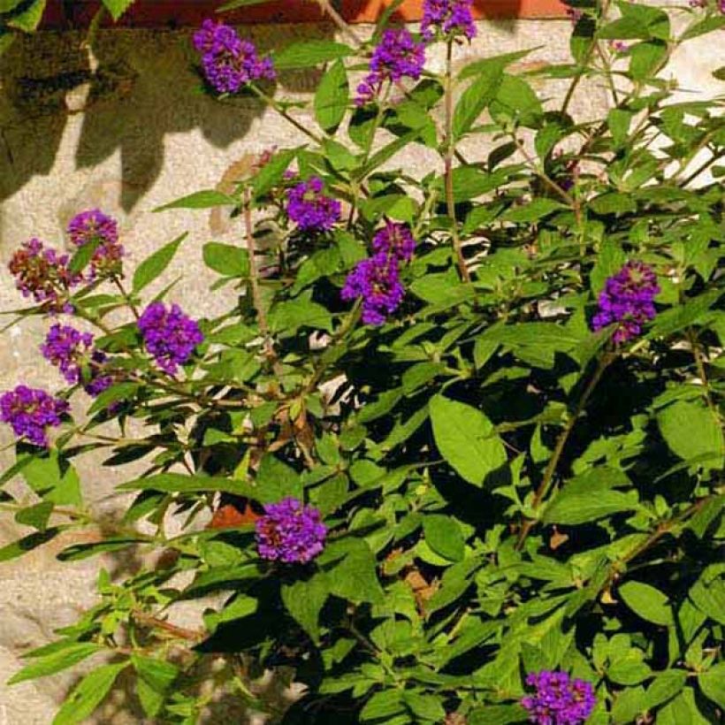 Budleja Blue Chip (Kwitnienie)