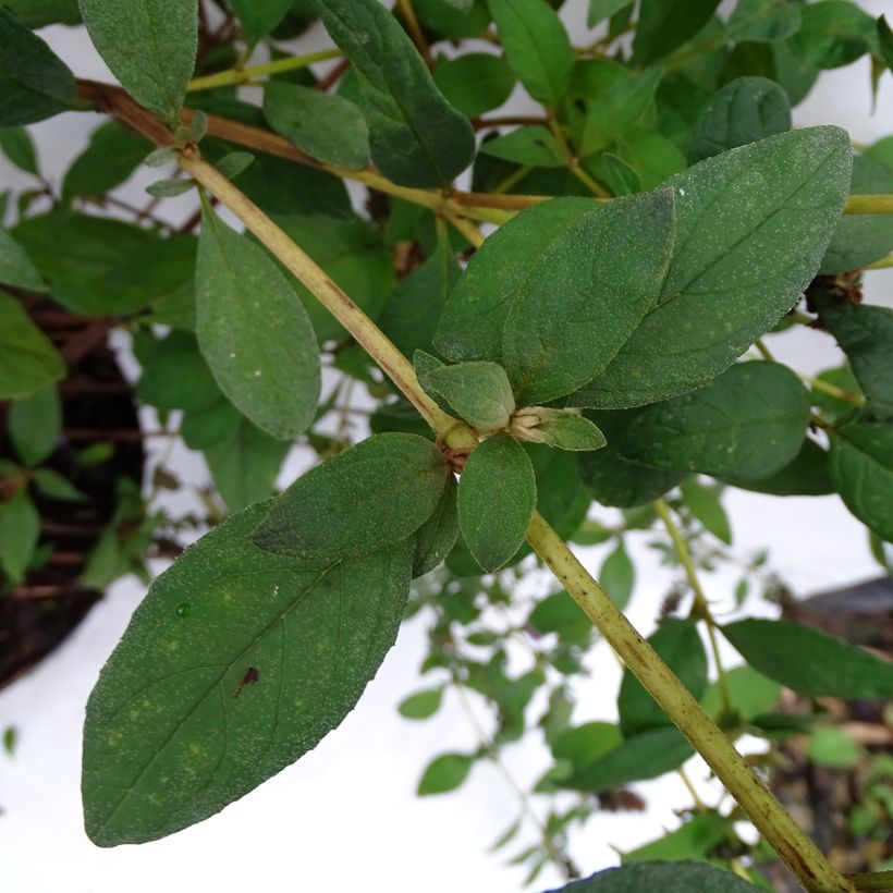 Budleja Blue Chip (Ulistnienie)
