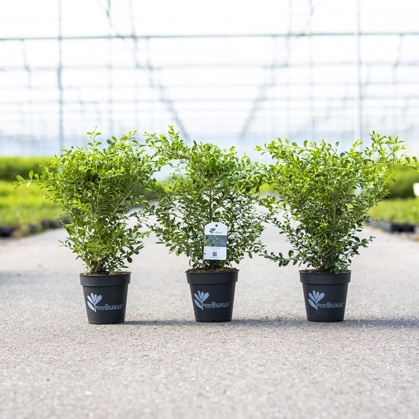 Bukszpan Betterbuxus Skylight (Pokrój rośliny)