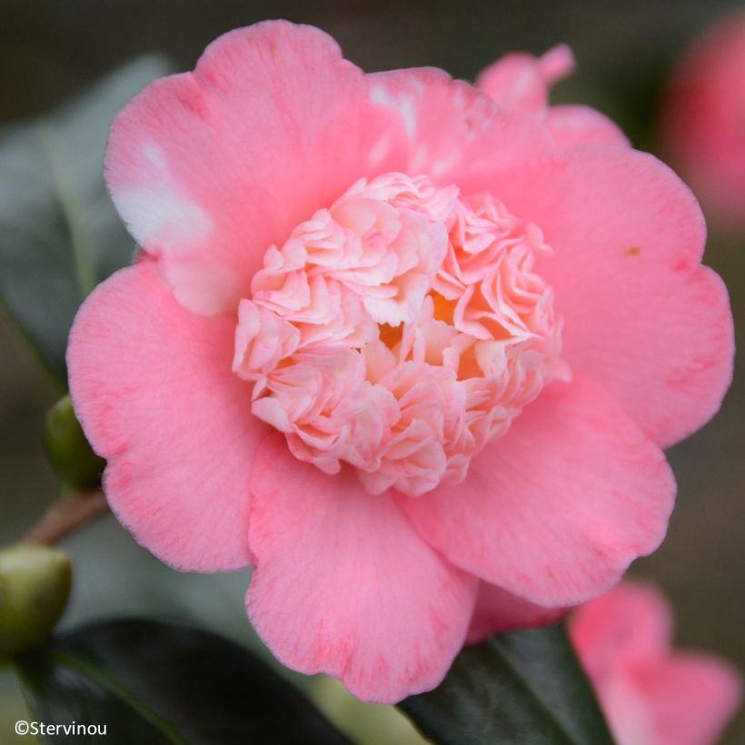 Kamelia japońska Baby Sis Pink (Kwitnienie)
