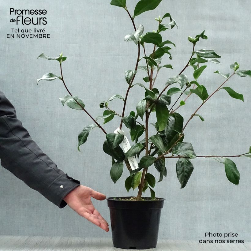 Przykładowy wygląd Kamelia japońska Paddy's Perfumed Doniczka 4L/5L w momencie dostawy jesienią