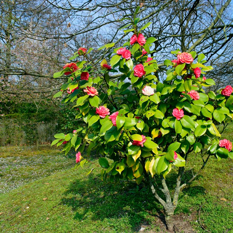 Kamelia japońska chandleri Elegans (Pokrój rośliny)