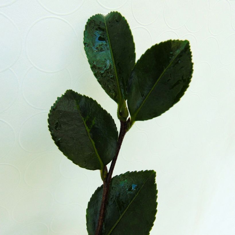 Kamelia mała Setsugekka (Ulistnienie)