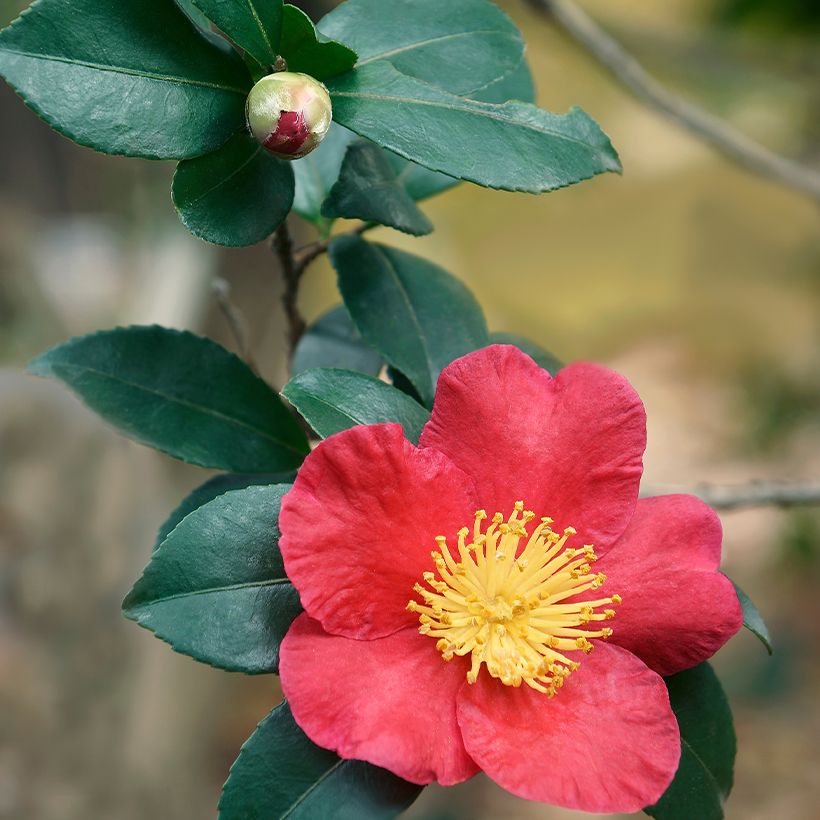 Kamelia Yuletide (Ulistnienie)