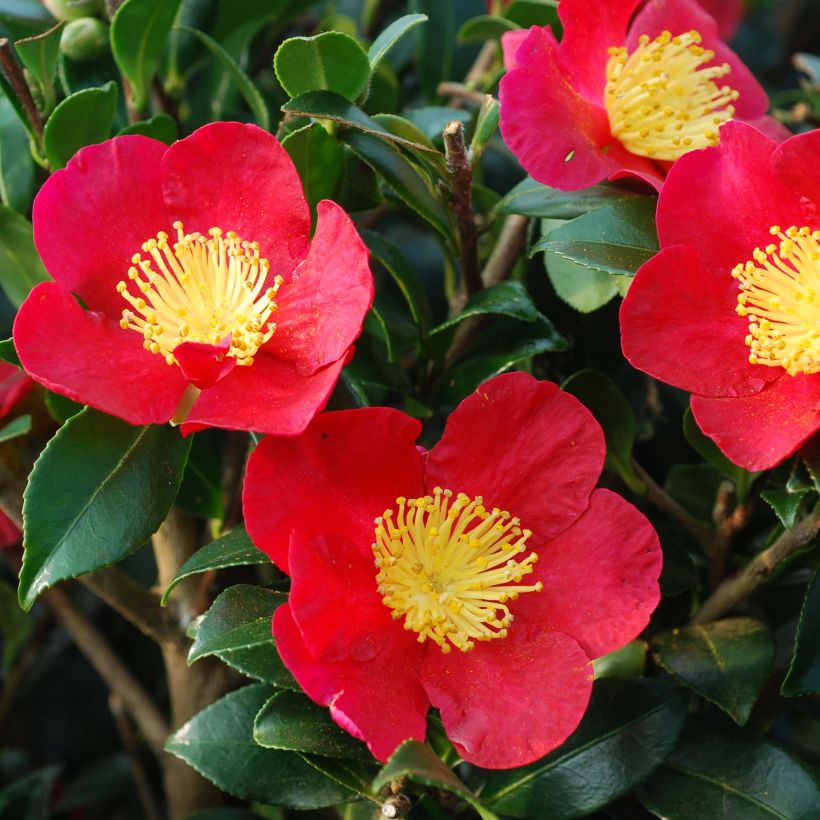 Kamelia Yuletide (Kwitnienie)
