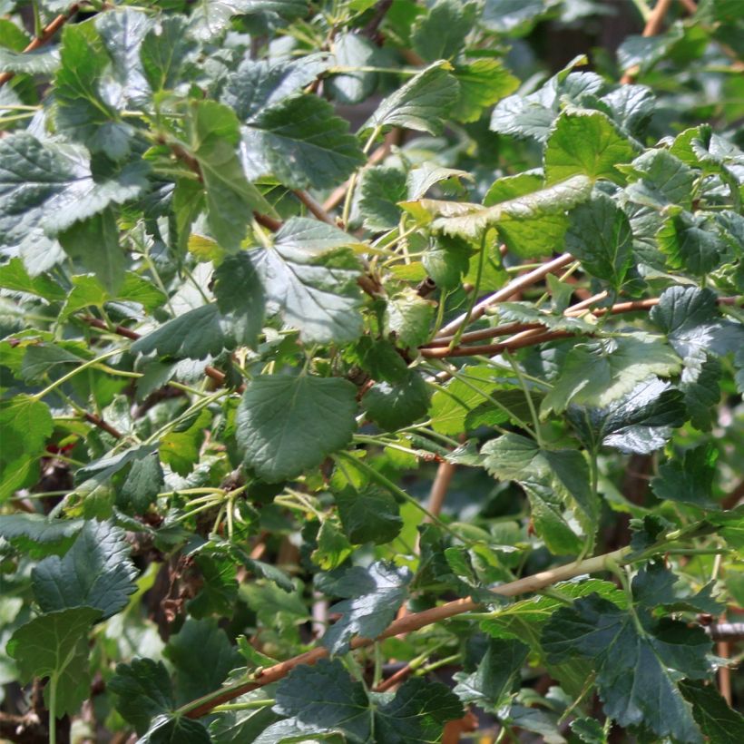 Porzeczka czarna - Ribes nigrum (Ulistnienie)