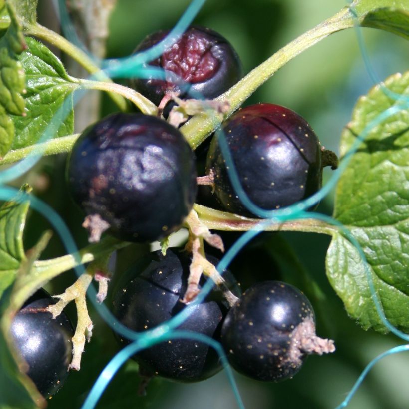 Porzeczka czarna - Ribes nigrum (Zbiór)