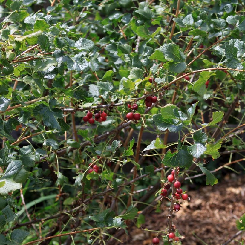Porzeczka czarna - Ribes nigrum (Pokrój rośliny)