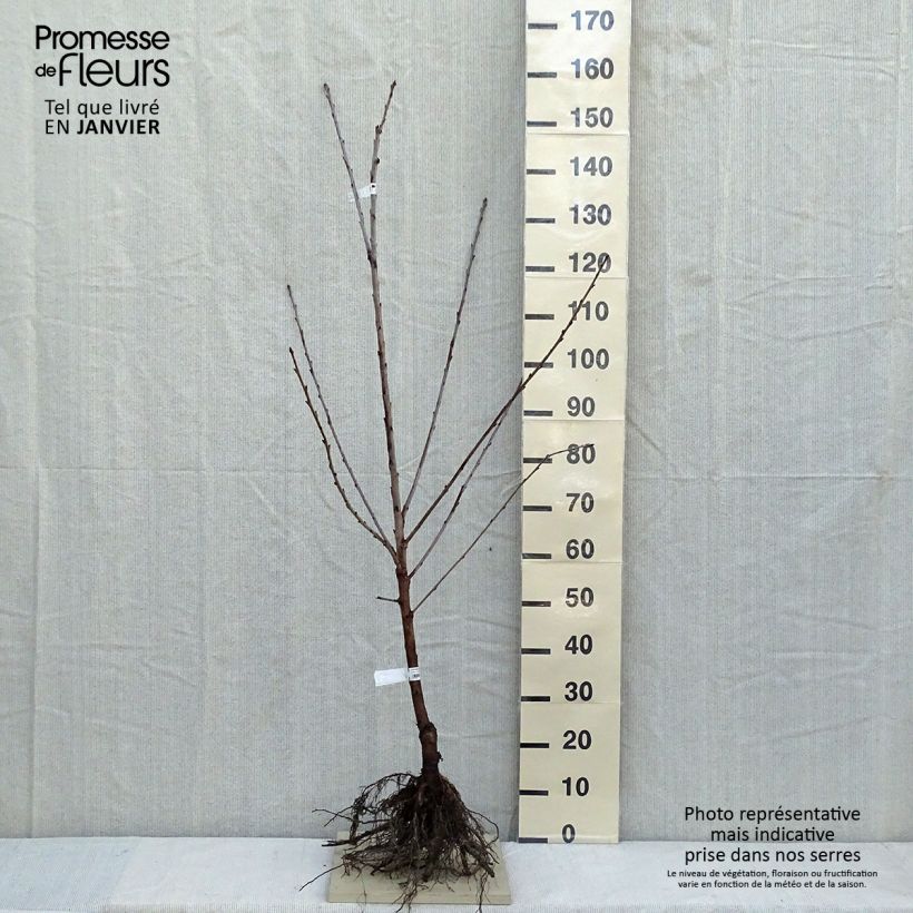 Przykładowy wygląd Czereśnia Bigalise enjidel - Georges Delbard Goły korzeń, Forma pucharowa w momencie dostawy zimą