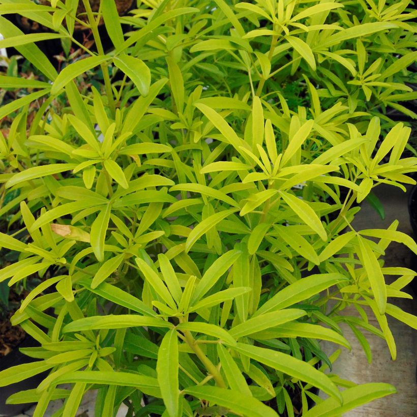 Czojsia Aztec Gold (Ulistnienie)