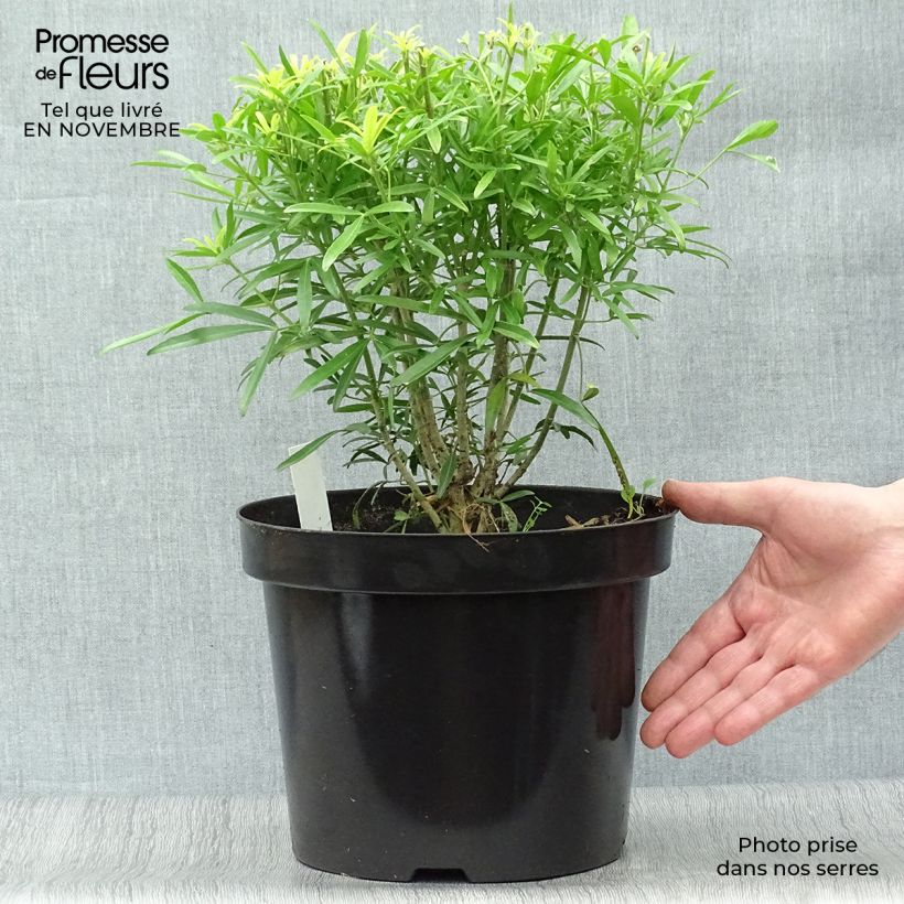 Przykładowy wygląd Czojsia Aztec Gold Doniczka 7,5L/10L w momencie dostawy jesienią