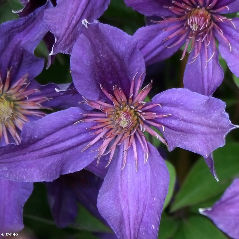 Powojnik bylinowy Saphyra Violetta (Kwitnienie)