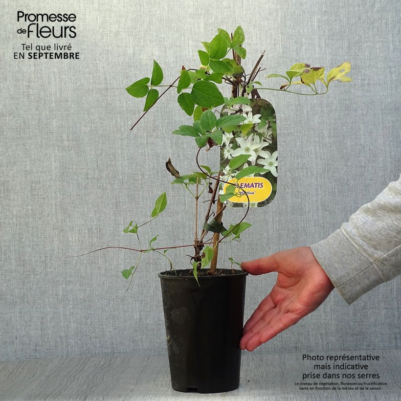 Przykładowy wygląd Powojnik Viticella Huldine Doniczka 2L/3L w momencie dostawy jesienią