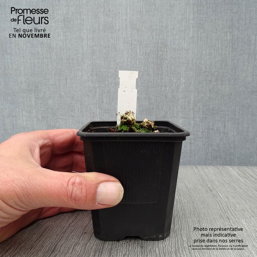 Przykładowy wygląd Serduszka okazała - Dicentra spectabilis Doniczka 8/9 cm w momencie dostawy jesienią
