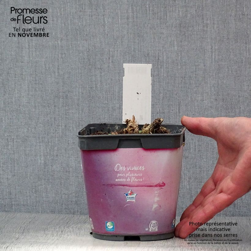 Przykładowy wygląd Serduszka okazała - Dicentra spectabilis Doniczka 2L/3L w momencie dostawy jesienią