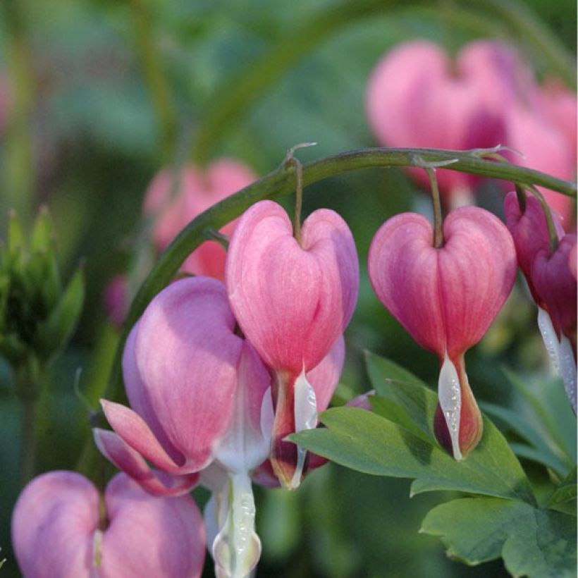 Serduszka okazała - Dicentra spectabilis (Kwitnienie)