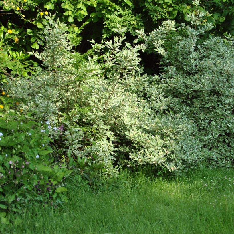Dereń biały Elegantissima (Pokrój rośliny)