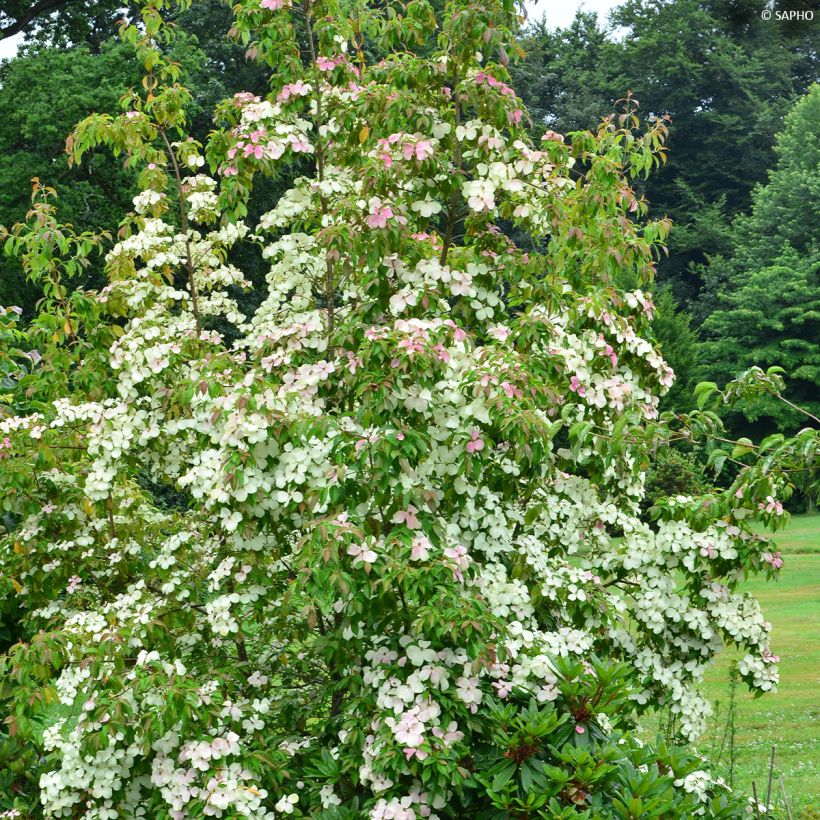 Dereń hongkoński Parc de Haute Bretagne (Pokrój rośliny)