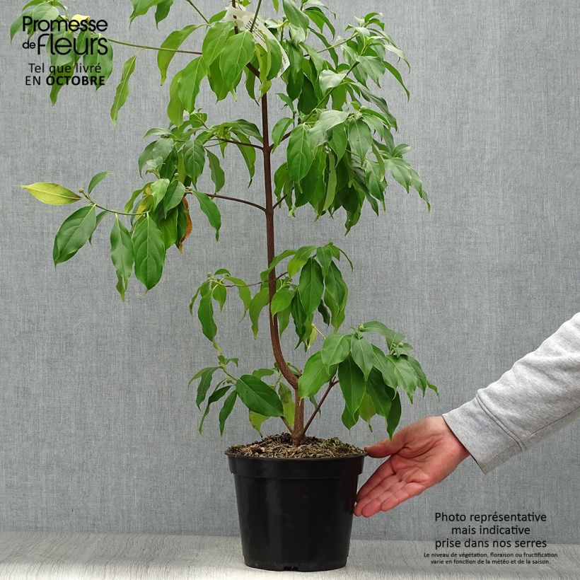 Przykładowy wygląd Dereń hongkoński Parc de Haute Bretagne Doniczka 4L/5L w momencie dostawy jesienią